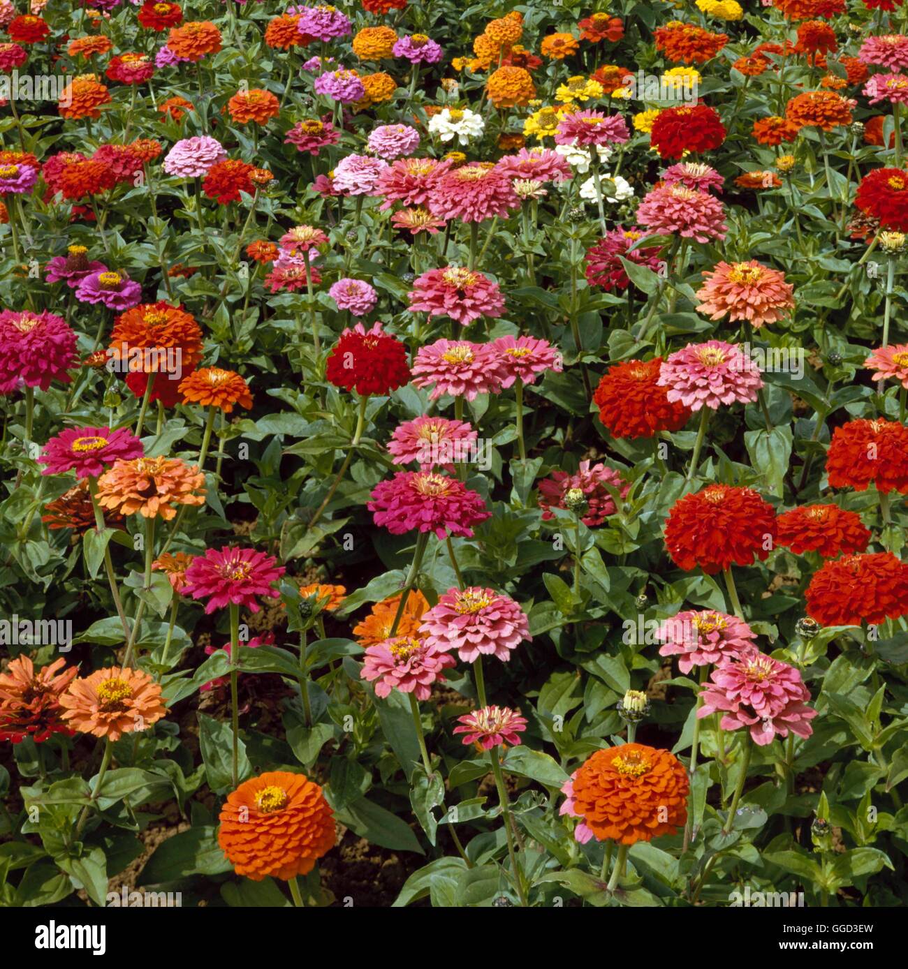 Zinnia - `Border Beauty Mixed'   ANN011499 Stock Photo